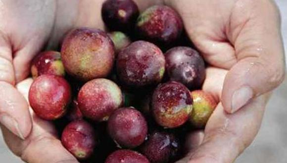 El camu camu, el aguaje y el acaí son los frutos amazónicos que se usan para hacer los Bio Amayu Shots. (Foto: Archivo/Comercio)