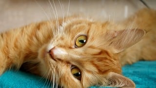 Gato carismático se convierte en una celebridad de internet al hablar inglés