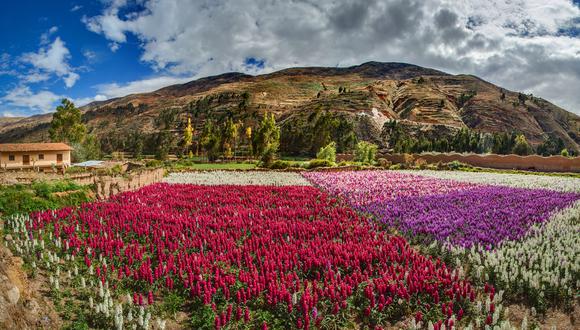 Conoce el hermoso valle de las flores en Tarma | Viaje | Valle | Flores |  VAMOS | EL COMERCIO PERÚ
