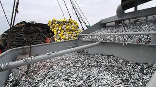 Se capturó el 97,97% de la cuota asignada para la primera temporada de pesca de anchoveta