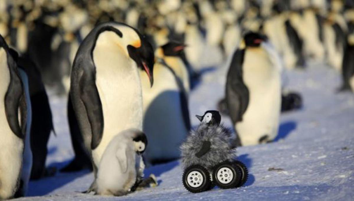 Polluelo robot logra engañar a pingüinos reales en la Antártida