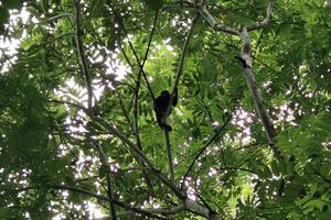 Guardianes de la naturaleza: tres historias de éxito en la conservación de bosques en América Latina
