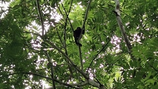 Guardianes de la naturaleza: tres historias de éxito en la conservación de bosques en América Latina