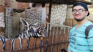 Acusan a zoológico de Egipto de pintar burros para hacerlos pasar por cebras