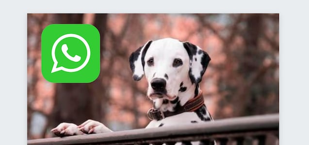 WhatsApp Web: cómo abrir imágenes y videos para ver una sola vez