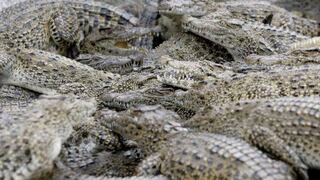 Miles de cocodrilos escaparon de granjas en Sudáfrica 