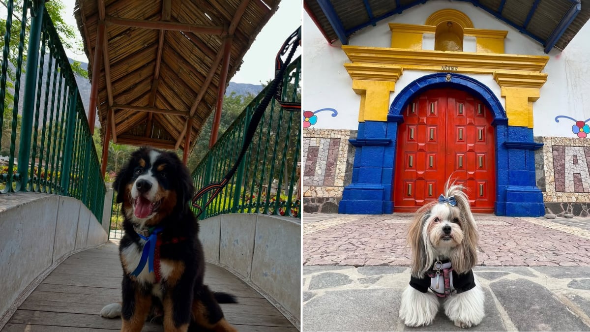 (Fotos: @oslo.theberner y @woofbombom)