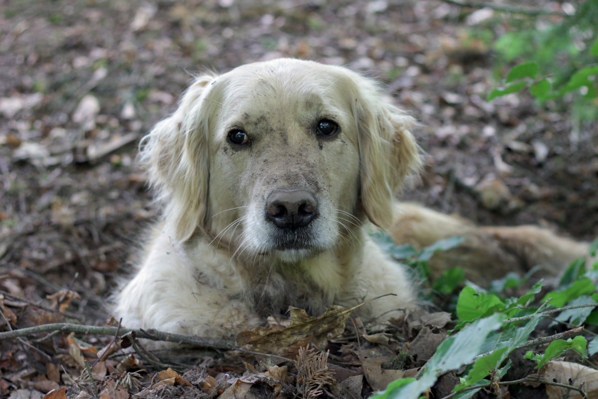 La causa más razonable por la que tu perro entierra su comida es para protegerla de otros. (Foto: Pauline | Flickr)