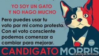 El gato candidato, la opción de jóvenes mexicanos descontentos con la política