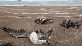 Aves muertas en Chorrillos: recomiendan no visitar playa Villa