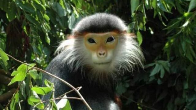 Seis detenidos en Vietnam por comerse a un mono mientras lo transmitían en Facebook