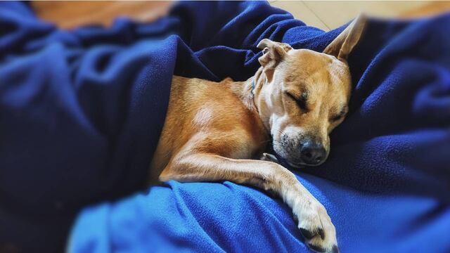 ¿Cuáles son los sueños más comunes de tu perro? Esto dice la ciencia