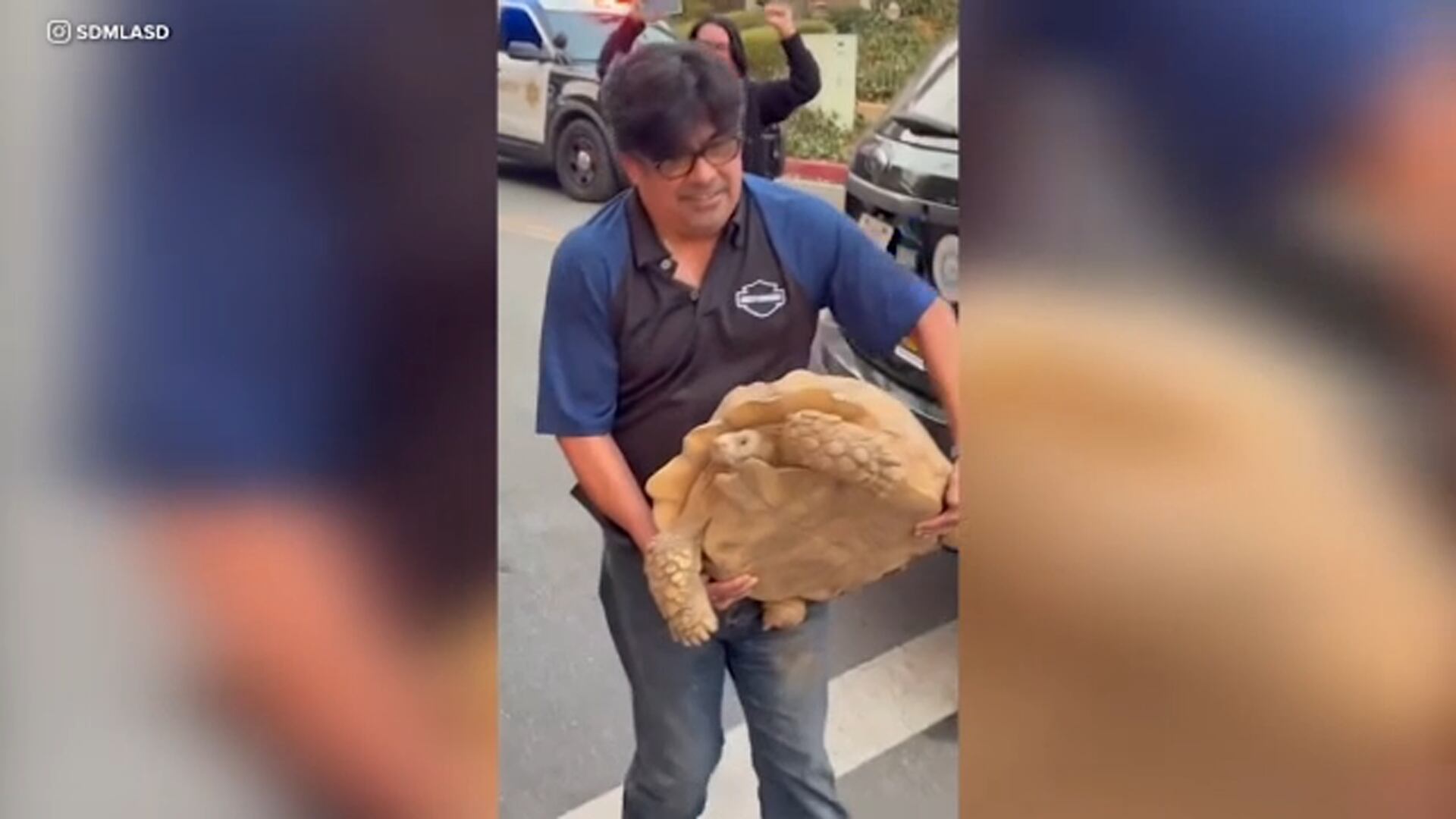 Encuentran a salvo a una tortuga de 45 kilos que sobrevivió al incendio de Eaton. | Crédito: Instagram sdmlasd