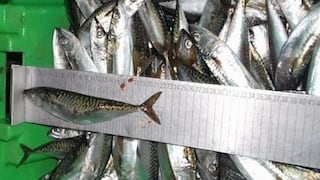 Incautan más de 38 toneladas de pescados en talla juvenil