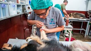 WUF: Por qué la esterilización de perros y gatos es importante para la salud pública 