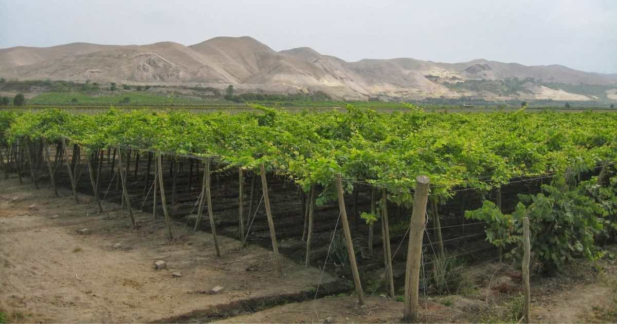 (Foto: Bodega Hijos del Sol).