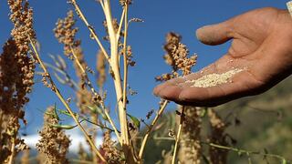 Perú es el primer productor mundial de quinua