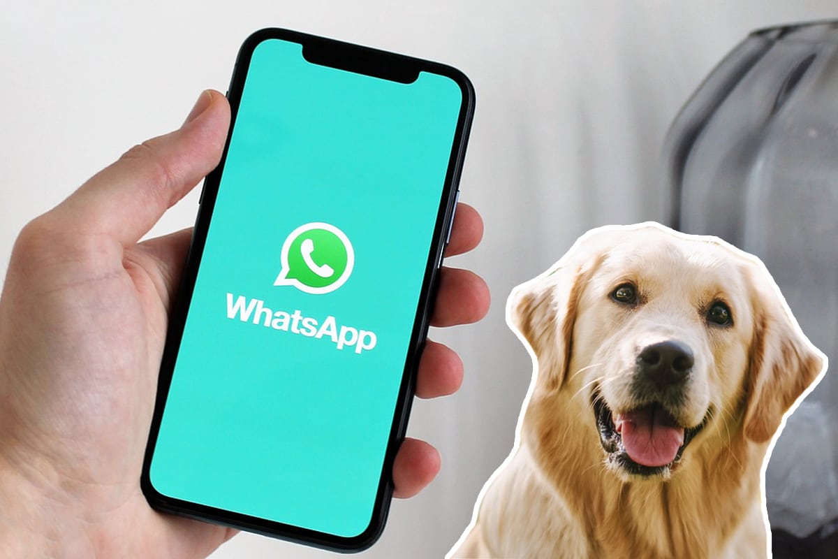 Aquí te explicamos cómo crear stickers de tus perros o gatos en WhatsApp. (Foto: composición Pixabay / Google)