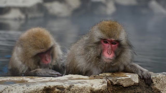 China clona monos genéticamente modificados para estudiar desórdenes psicológicos