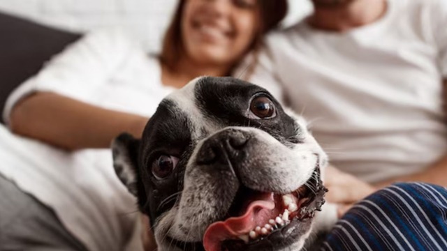 Los 10 hábitos que debes corregir si tienes un perro como mascota