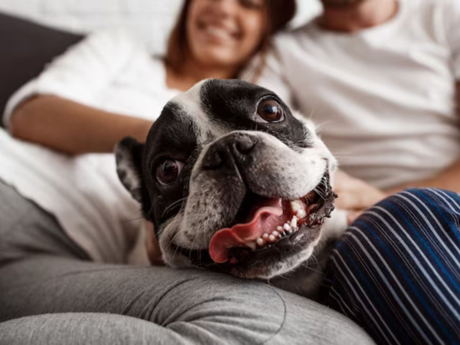 La mayoría de familias cuentan con un amigo canino como mascota (Foto: cookie_studio / freepik)