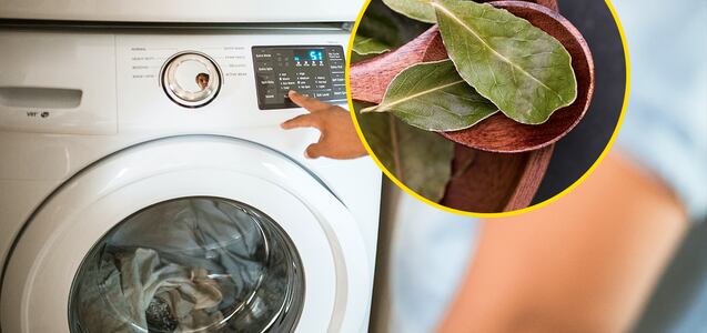 La razón por la que debes agregar hojas de laurel a la lavadora