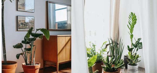 Cuáles son las plantas que pueden refrescar tu hogar cuando hace calor