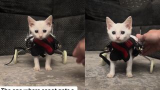 El tierno momento en que un gato con discapacidad da sus primeros pasos en silla de ruedas