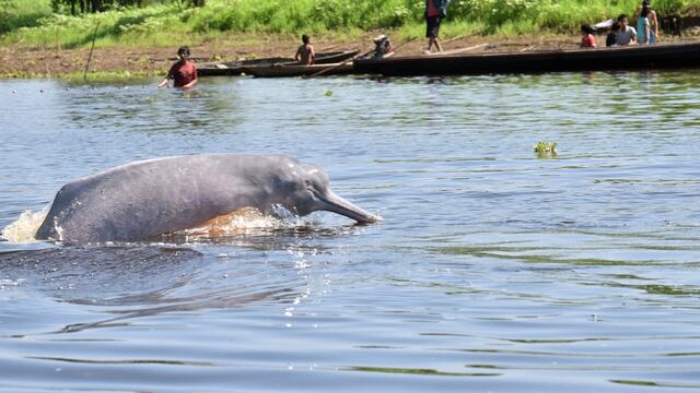 #ExpedicionesCientíficas​: Delfines rosados: “Los jaguares del agua”