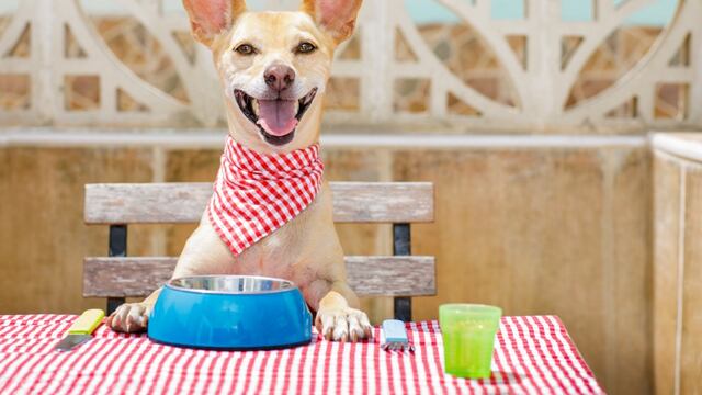 Consultorio WUF: ¿Qué alimentos caseros pueden perjudicar a tu mascota?