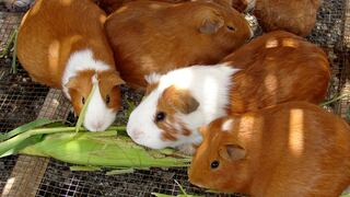 Congreso aprueba exonerar de IGV a la carne de cuy para promover su producción y consumo