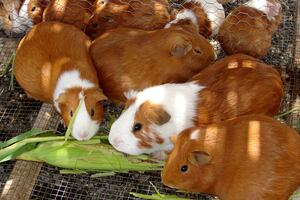 Congreso aprueba exonerar de IGV a la carne de cuy para promover su producción y consumo