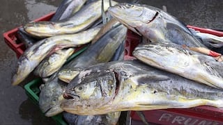 Pescar perico estará prohibido hasta el 30 de setiembre
