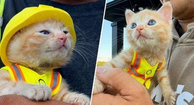 Rescatan a una gata atrapada dentro de una excavadora en Ohio y la empresa que la salvó decide darle “empleo”
