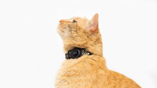 El collar que te ayuda a rastrear a tus gatos por Bluetooth