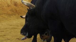 Japón: Corridas de toros sin toreros [VIDEO]