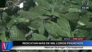 Amazonas: casi mil loros pihuichos fueron decomisados en Bagua