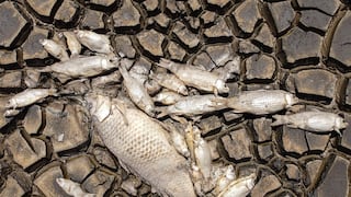 Mueren miles de peces en laguna afectada por sequía en norte de México