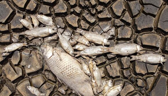 Vista aérea que muestra peces muertos debido a la sequía en la Laguna Bustillos, cerca de Anáhuac, Estado de Chihuahua, México, tomada el 5 de junio de 2024. (Foto de Alex ARZAGA / AFP)