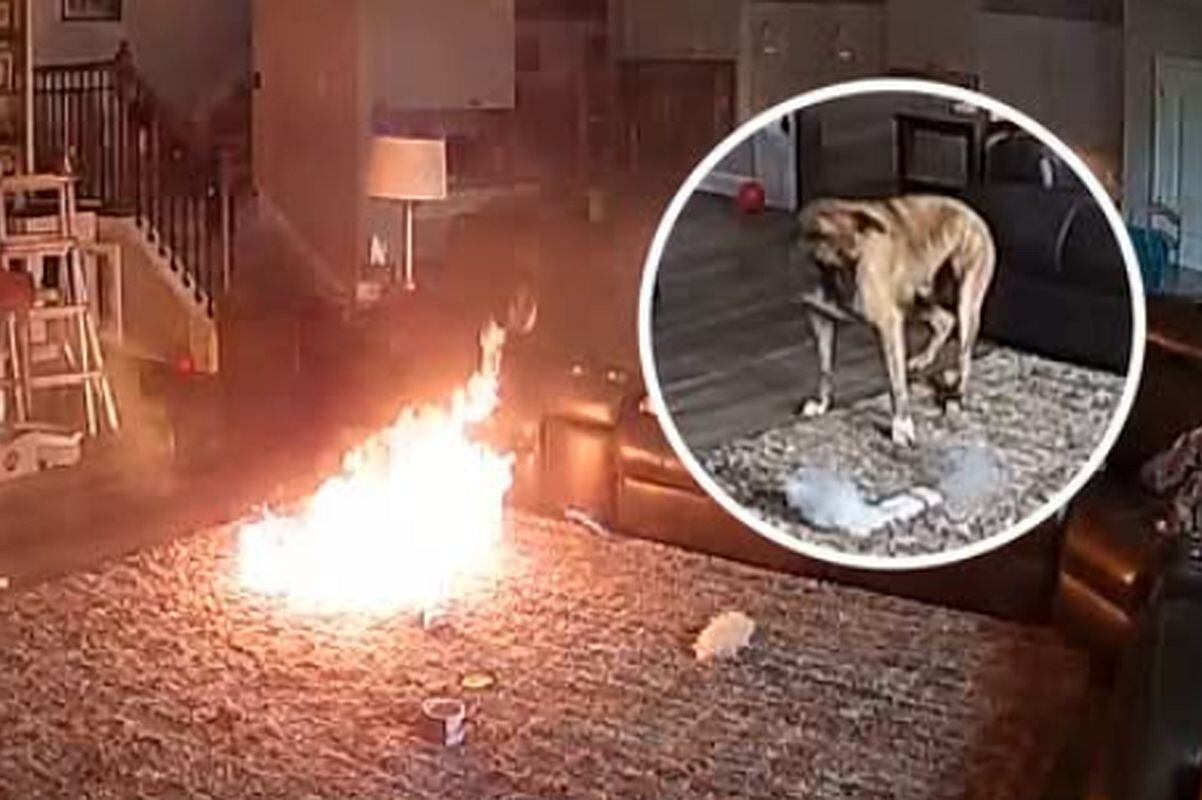 Un perrito en Carolina del Norte provocó un incendio al morder una batería de litio y romper su sello de seguridad. Quedó impactado mirando lo que sucedía. (Foto: @univisionnoticias / YouTube)
