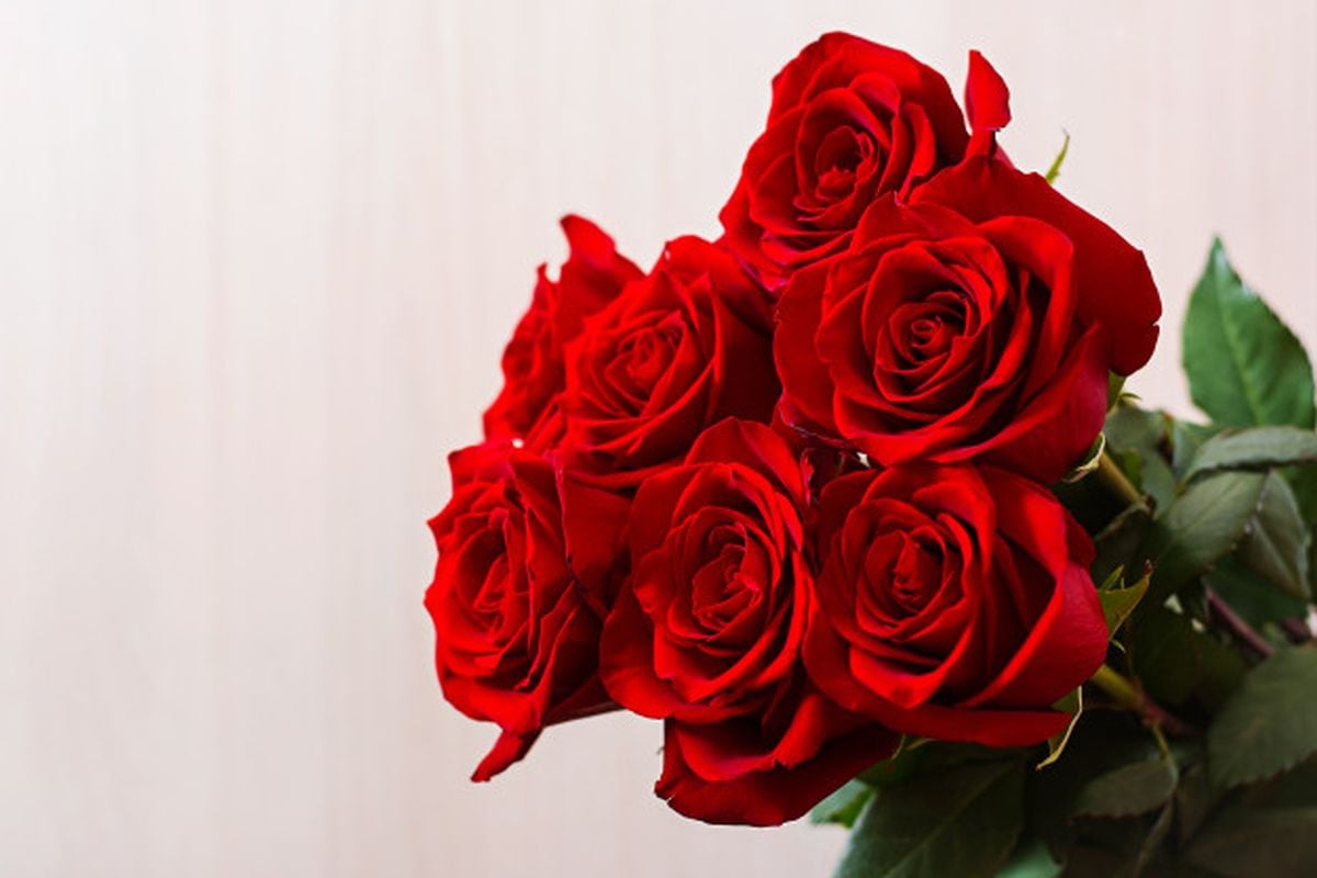 Las rosas rojas simbolizan amor (Foto: Freepik)