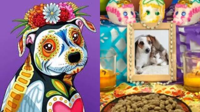 Últimas noticias del día de muertos de mascotas este, 25 de octubre