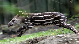 Un avión choca con un tapir y aterriza de emergencia en Brasil