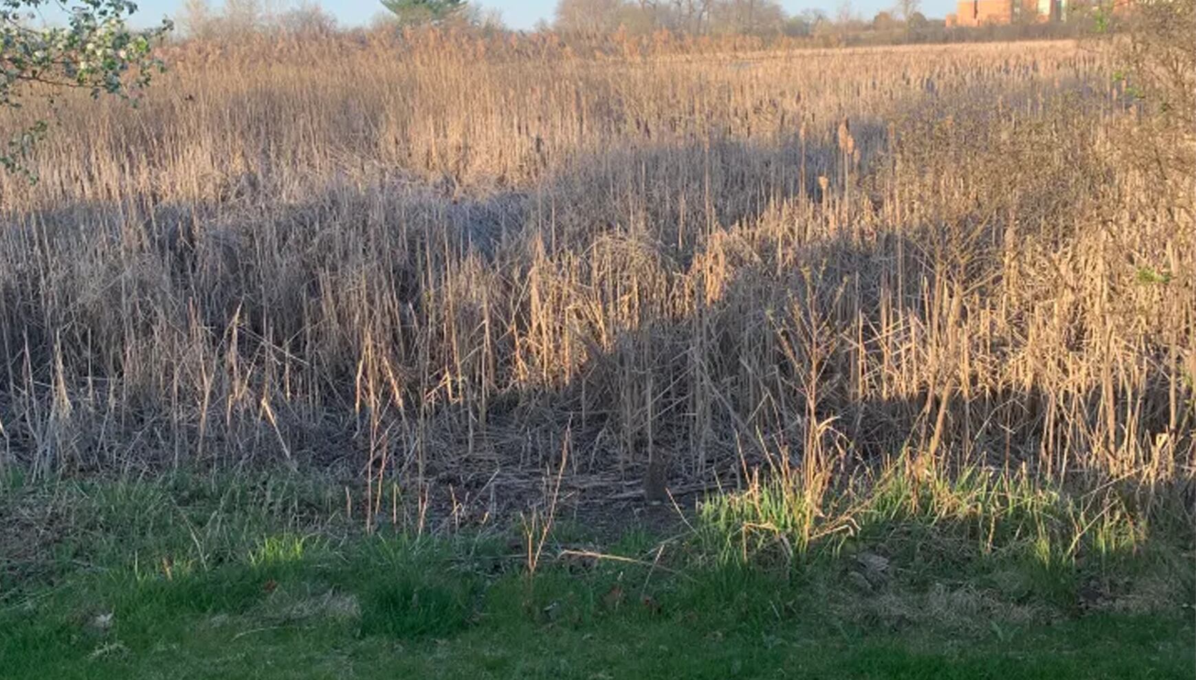 RETO VISUAL | ¿Te crees muy observador? Pon a prueba tus habilidades y encuentra al conejo que se esconde en la hierba. ¡Es más difícil de lo que parece! | The US Sun