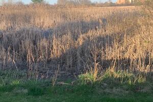 Sumérgete en la naturaleza y encuentra al conejo oculto