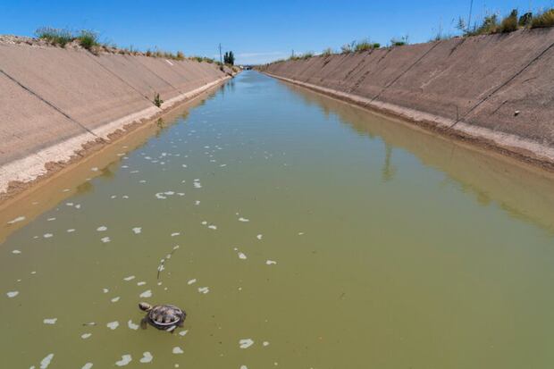 El acueducto Pomona – San Antonio Oeste tiene 194 km. de extensión. Debido a la escasez hídrica en la zona, muchos animales acuden buscando agua arriesgando su vida. Foto: cortesía Darío Podestá.