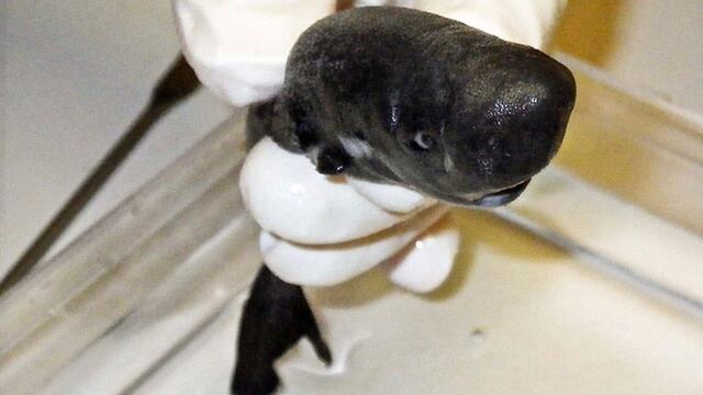 Científicos descubren un diminuto tiburón capaz de brillar en la oscuridad