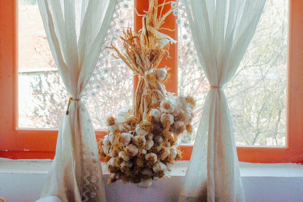 Este es el remedio de la abuela que da una solución natural para repeler pulgones y hormigas. (Foto: esen / Pexels)