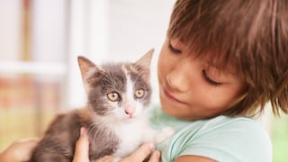Cuidados necesarios para tu gato: alimentación, higiene y salud
