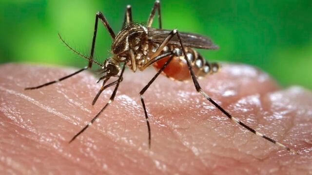 Argentina: casos de dengue se multiplican por 17 respecto a 2023 en lo que va de año